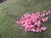 4Pcs Sakura Artificial Flower Home Wedding Decoration - Pink 4Pcs Sakura Artificial Flower Home Wedding Decoration - Pink